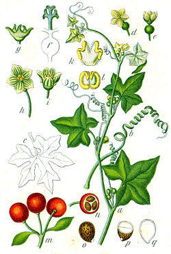  Bryone dioïque (Bryonia dioica)