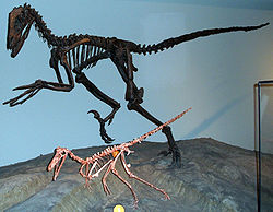  Deinonychus antirrhopus (le grand) et Buitreraptor gonzalezorum (le petit) Field Museum of Natural History, Chicago.