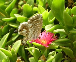  Cacyreus marshalli