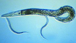  Un adulte et deux jeunes  Caenorhabditis elegans