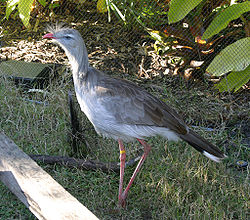  Cariama huppé (Cariama cristata)