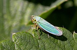 Cicadelle verte Cicadella viridis)