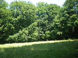 Clairière forêt du parc de st quentin.JPG