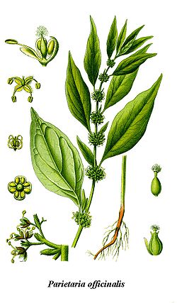  la pariétaire officinale, Parietaria officinalis