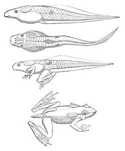  Clinotarsus alticola