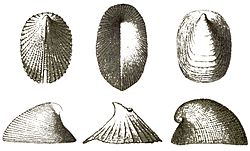  Quelques spécimens de Cocculinoidea
