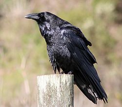  Grand Corbeau (Corvus corax)