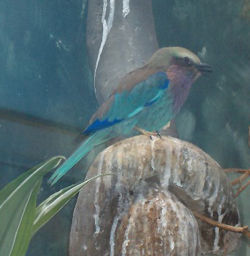  Rollier à longs brins (Coracias caudatus)