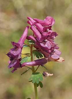  Corydalis solida