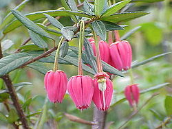  Crinodendron hookerianum