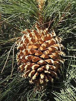  Pinus coulteri