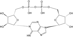 Cyclic ADP Ribose.PNG