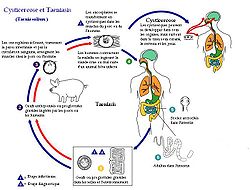  cycle de contamination de Taenia solium