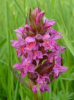  Inflorescence