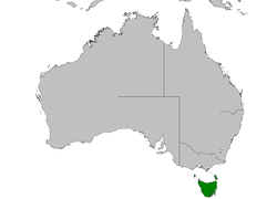 Dasyurus viverrinus distribution map.PNG