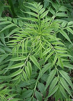  Datisca cannabina