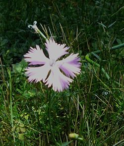 Dianthus hyssopifolius subsp. gallicus,l'œillet de France