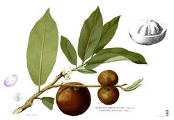  Diospyros blancoi