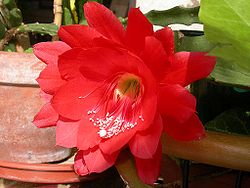  Fleur de Disocactus ackermannii