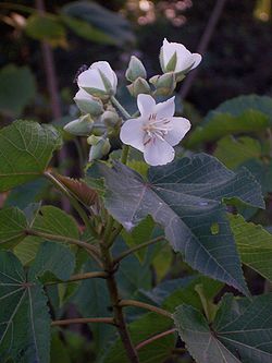 Floraison de mahot tantan (Dombeya acutangula)