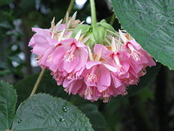  Inflorescences en pompons roses de Dombeya wallichii