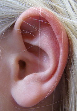 Photo d'une oreille humaine