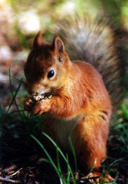  Écureuil roux (Sciurus vulgaris)