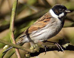  Emberiza schoeniclus mâle