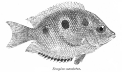 Etroplus maculatus
