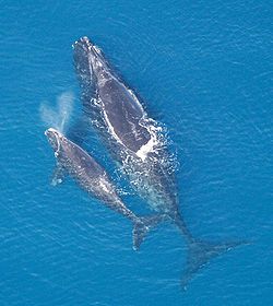  Baleine noire de l'Atlantique Nord (Eubalaena glacialis)
