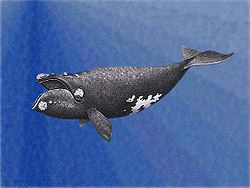  Baleine franche du Pacifique Nord