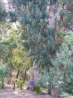  Eucalyptus globulus