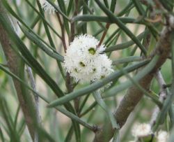  Eucalyptus angustissima