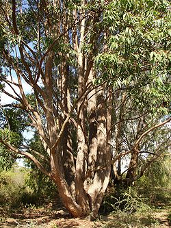  Eucalyptus cloeziana