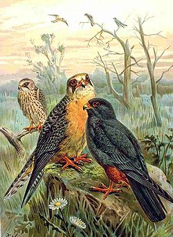  Falco vespertinusfemelle à gauche, mâle à droite,jeune en arrière-plan