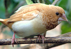  Lonchura striata domestica