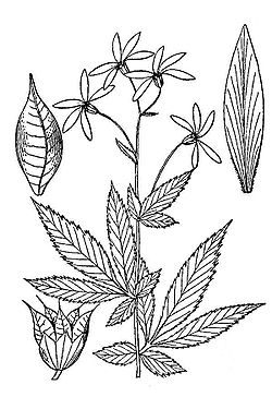  Gillenia stipulatus Illustration de Illustrated flora of the northern states and Canada (1913)