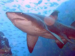  Requin-taureau (Carcharias taurus)