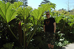  Gunnera tinctoria