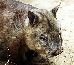  Wombat à nez poilu du nord(Lasiorhinus krefftii)