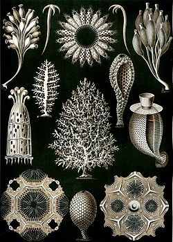 Planche d'éponges calcairespar Ernst Haeckel