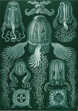 Cubomedusae, dans Kunstformen der Naturd'Ernst Haeckel, 1904