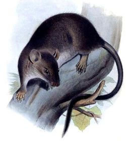  Rhipidomys leucodactylus