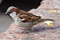  Moineau domestique mâle