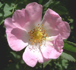  Fleur de Rosa canina, espèce de la section  Rosa sect. Caninae 