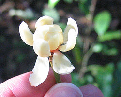  fleur de Idiospermum australiense