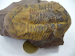 Fossile d'Illaenus
