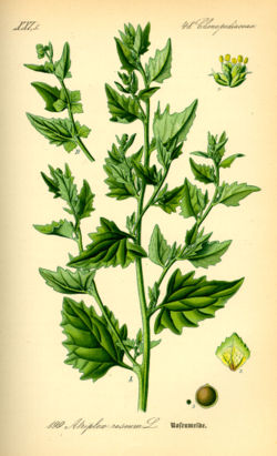  Atriplex rosea