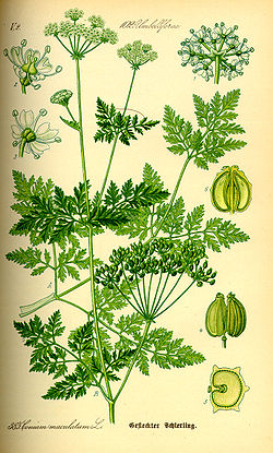  Conium maculatum