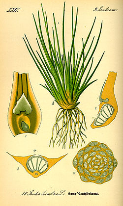  Isoetes lacustris